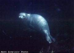 Matt Sinclair Photo:  Harbor Seal