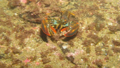 Maine lobster off Monhegan Island