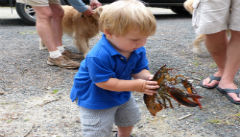 Little Lobster Lover