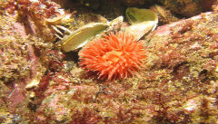 Marine Life Off Monhegan Island